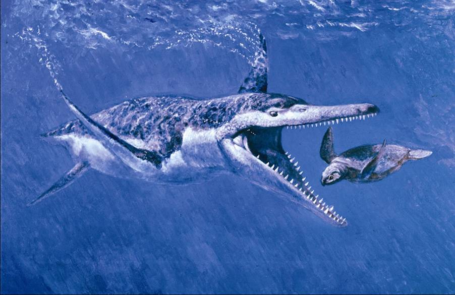 Pleisiosaur and turtle