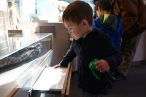 Kid looking at display case