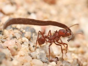 Ant carrying a leaf