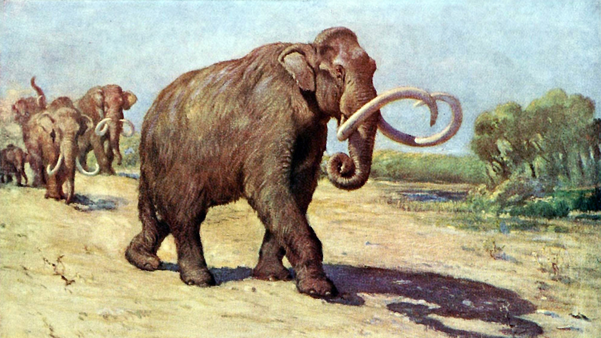 Columbian_mammoth-ScienceDayTalk